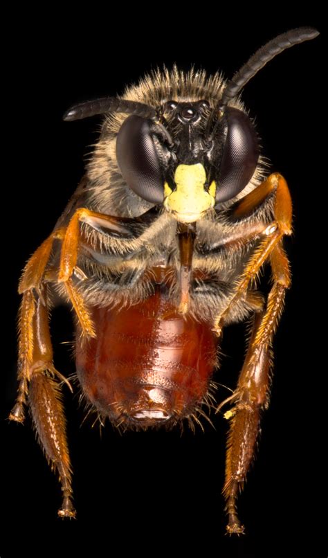 A Photographic Guide To Australias Bees Australian Geographic