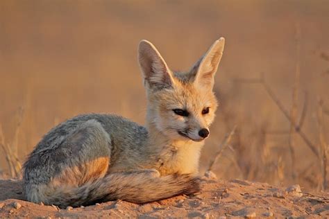 Cape Fox Africa Wild