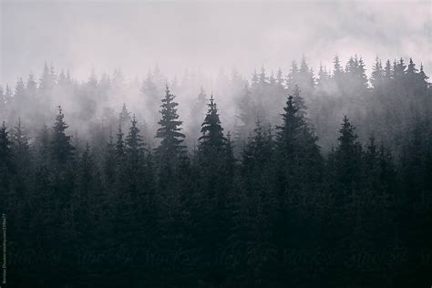Misty Pine Forest By Stocksy Contributor Borislav Zhuykov Stocksy