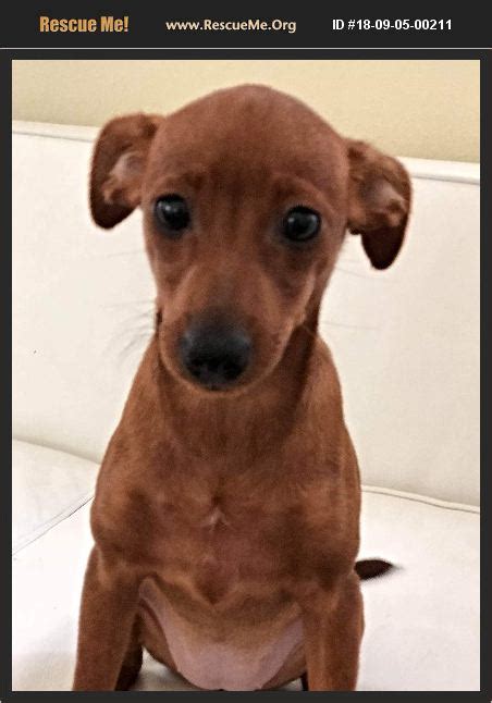 Adopt 18090500211 ~ Dachshund Rescue ~ Pensacola Fl