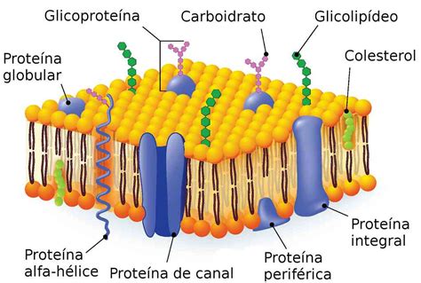 Partes De La Membrana Celular