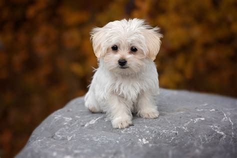 Dog White Maltese · Free Photo On Pixabay