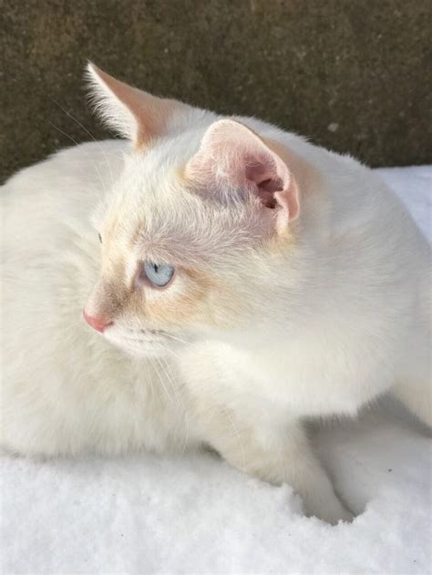 Flame Point Siamese Cat In 2020 Fluffy Cat Siamese Cats Cats