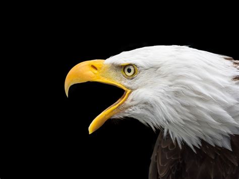 Omens Bald Eagles Soar Over Biden While Giant American Flag Collapses