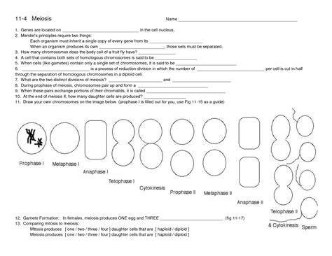 You can download and please share this meiosis worksheet vocabulary answers new. 16 Best Images of Meiosis Worksheets For High School ...