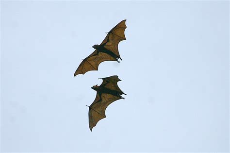 Giant Golden Crowned Flying Fox Subic Luzon Philippines Flickr