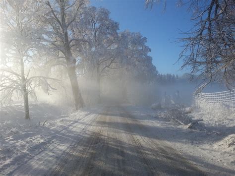 Free Images Landscape Tree Forest Snow Fog Mist Sunlight
