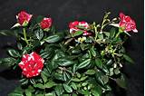 The leaves on my potted miniature rose are turning yellow. Miniature Rose Bush—Indoor Care - Dengarden