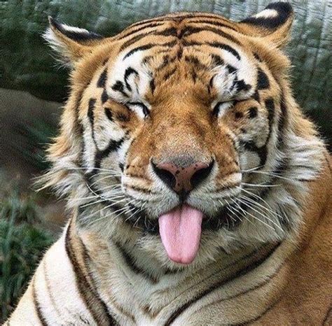 Pin By Colley Lin On Blep Sassy Animals Tiger Animals