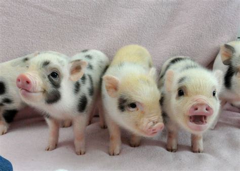 Available Michigan Mini Juliana Pigs Cerdo Bebé Cerdos Miniatura
