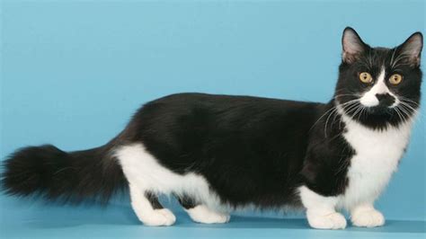 40 Munchkin Cat White And Black Furry Kittens