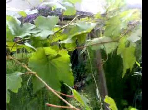 We did not find results for: Cara membuat pokok anggur berbuah - YouTube