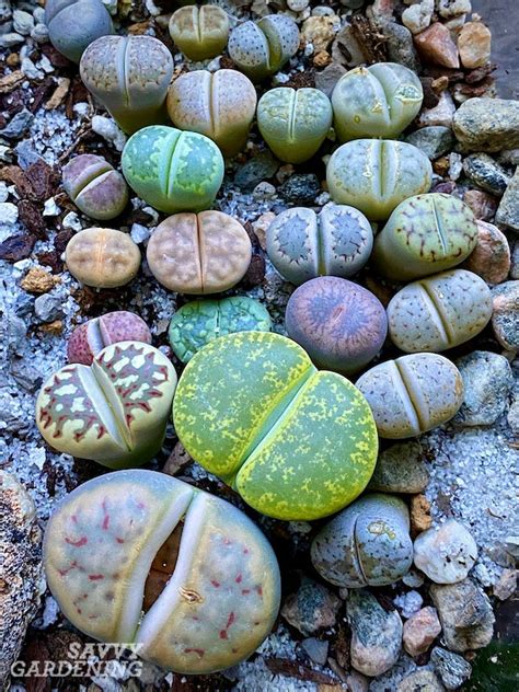 Lithops How To Grow And Care For Living Stone Plants