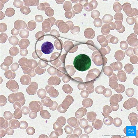 Types Of Blood Cells Kenhub