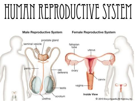 Ppt Human Reproductive System Powerpoint Presentation Free Download