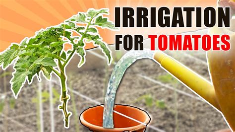 Ollas Best Watering System For Tomatoes Youtube