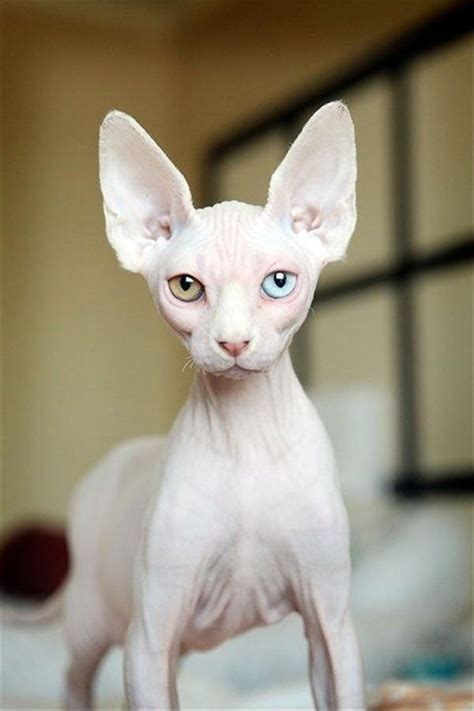 Egyptian Cat Breeds Hairless Pets Lovers