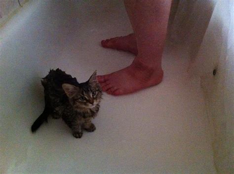 Our Kitten Bootsy Bellows Loves Taking Showers Aww