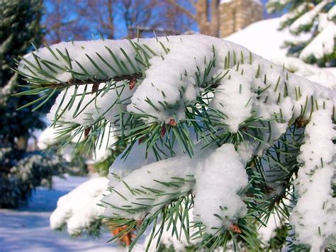 Pine Tree Branch Snow