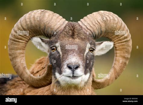 Mouflon Wild Sheep Ram With Trophy Horns Sco 1044 Stock Photo Alamy