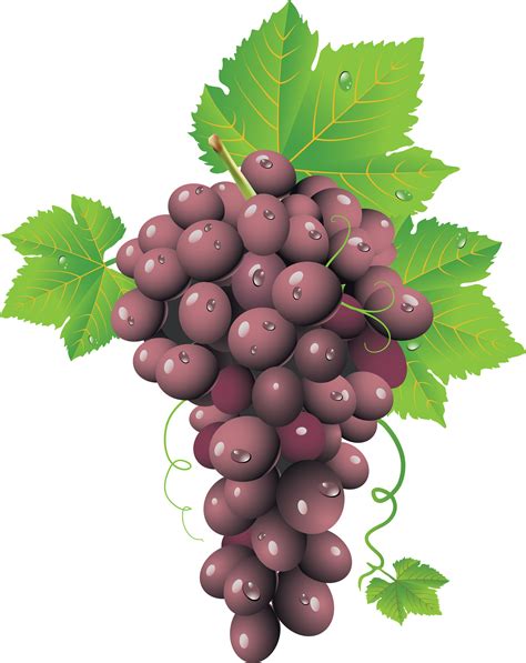 Grapes Png Image For Free Download