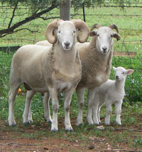 Why Wiltshire — Awhsa Australian Wiltshire Horn Sheepbreeders