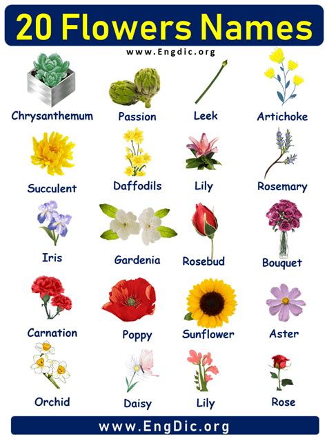 20 Flowers Names With Pictures Flower Names List Flower Names