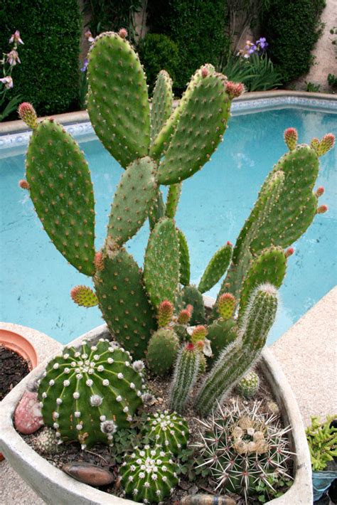 ✅ ¡entra y descúbrelo todo sobre los cactus! Ayuda con nombres de especies de cactus (no tengo idea!)