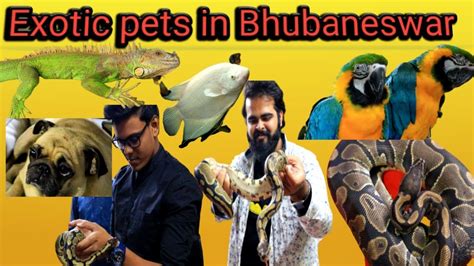 Sadly my experience with my purchases as someone new to the hobby of mantis keeping i have used exotic pets for a number of years now with no problems! BEST EXOTIC PET SHOP IN,BHUBANESWAR |Thinking to buy a pet ...