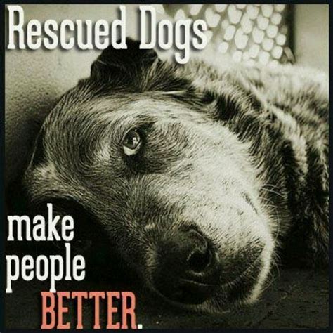 Rescue Dog Quotes Quotesgram