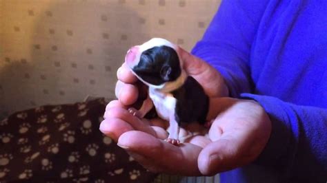 It's just puppy hours awake giving birth to another dog's day on earth out like a light searching for its source. Itty Bitty Boston Terrier Puppy is Just 12 Hours Old!