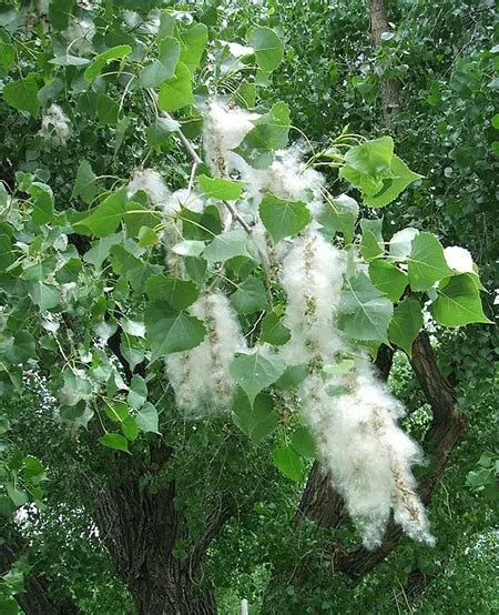 Cottonwood Tree All You Need To Know About Environmental Earth