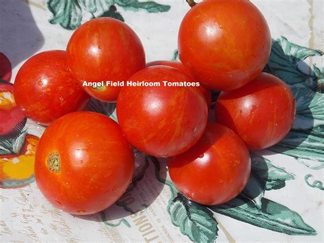 Tigerella Tomato Seeds From England