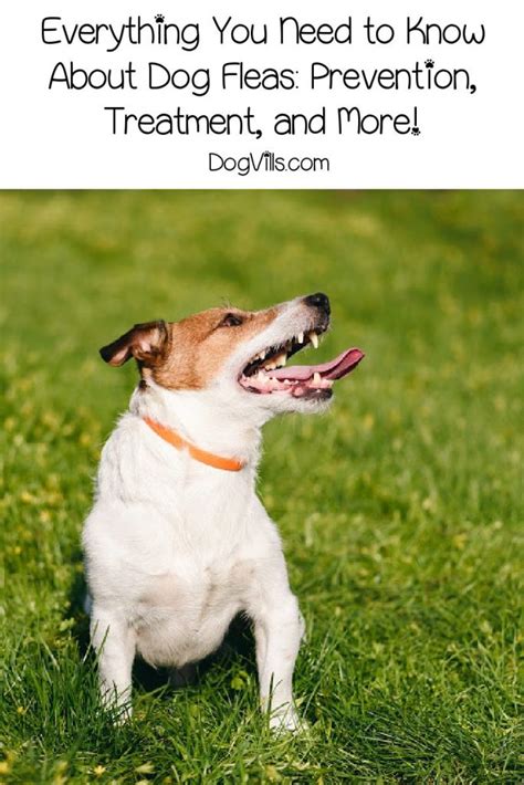 Everything You Need To Know About Dog Fleas Prevention Treatment And