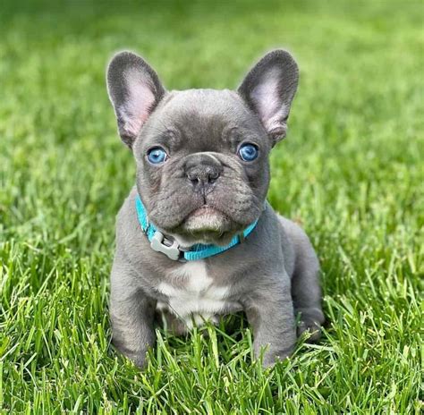 How Small Is A Mini French Bulldog And Everything You Need To Know K9 Web