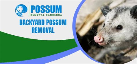 Backyard Possum Removal Make Your Backyard Possum Free