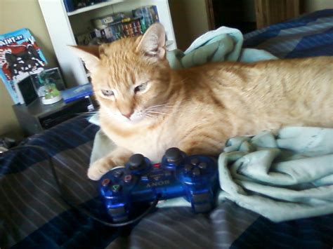 Gaming Cat By Sirenarose034 On Deviantart