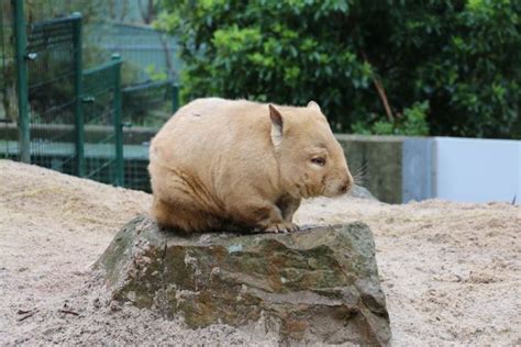 Top 10 Cutest Australian Animals Puresa