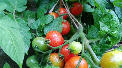Grown Your Own Tomatoes Free Stock Photo Public Domain Pictures