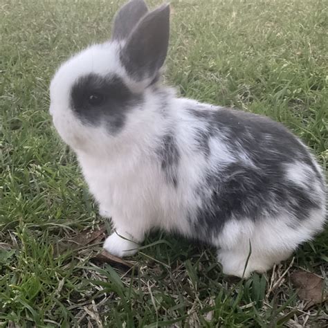 Mini Rex Rabbits For Sale Margate Fl 506990 Petzlover