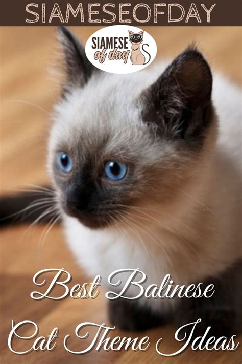 Best Balinese Cat Theme Ideas Siamese Of Day Balinese Cat Cat