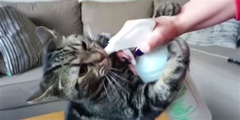 this cat really loves his spray water bottle video