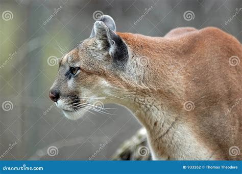 7144 Cougar Stock Photos Free And Royalty Free Stock Photos From