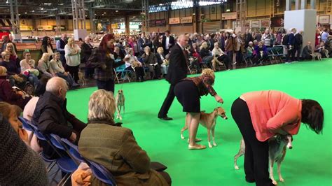 Crufts 2017 Whippet Youtube