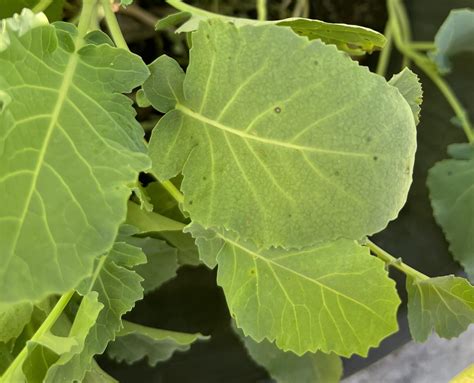 Growing Broccoli For The First Time Does Anyone Know What These Spots Are Are The Leaves