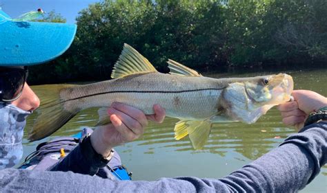 Snook Common Jonathan