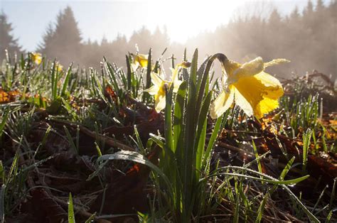 Kennst du übersetzungen, die noch nicht in diesem wörterbuch enthalten sind? Gelbe Narzissen im Nationalpark Eifel: Wanderung im ...