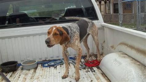 Tuxedo coloring and some with brown highlights. Bluetick Coonhound - Rex - Large - Young - Male - Dog for ...