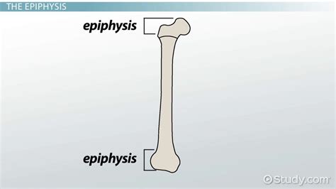 Either end of the long bone where it articulates with another bone it is expanded and the ends are called epiphyses (sing. Epiphysis of Bone: Definition & Function - Video & Lesson ...