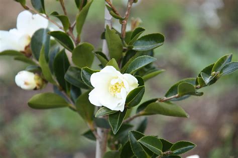 Camellia Sasanqua Setsugekka Maryflower